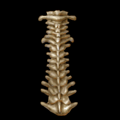 Good Backbone